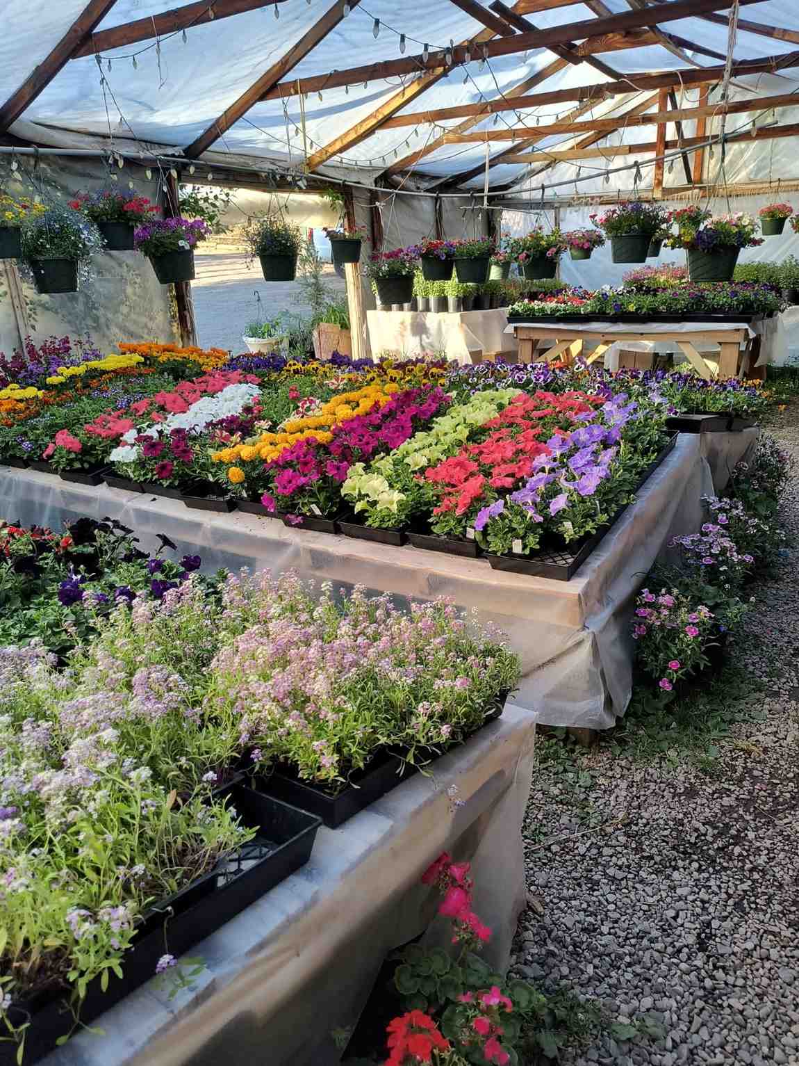 Rows of flowers inside a greenhouse