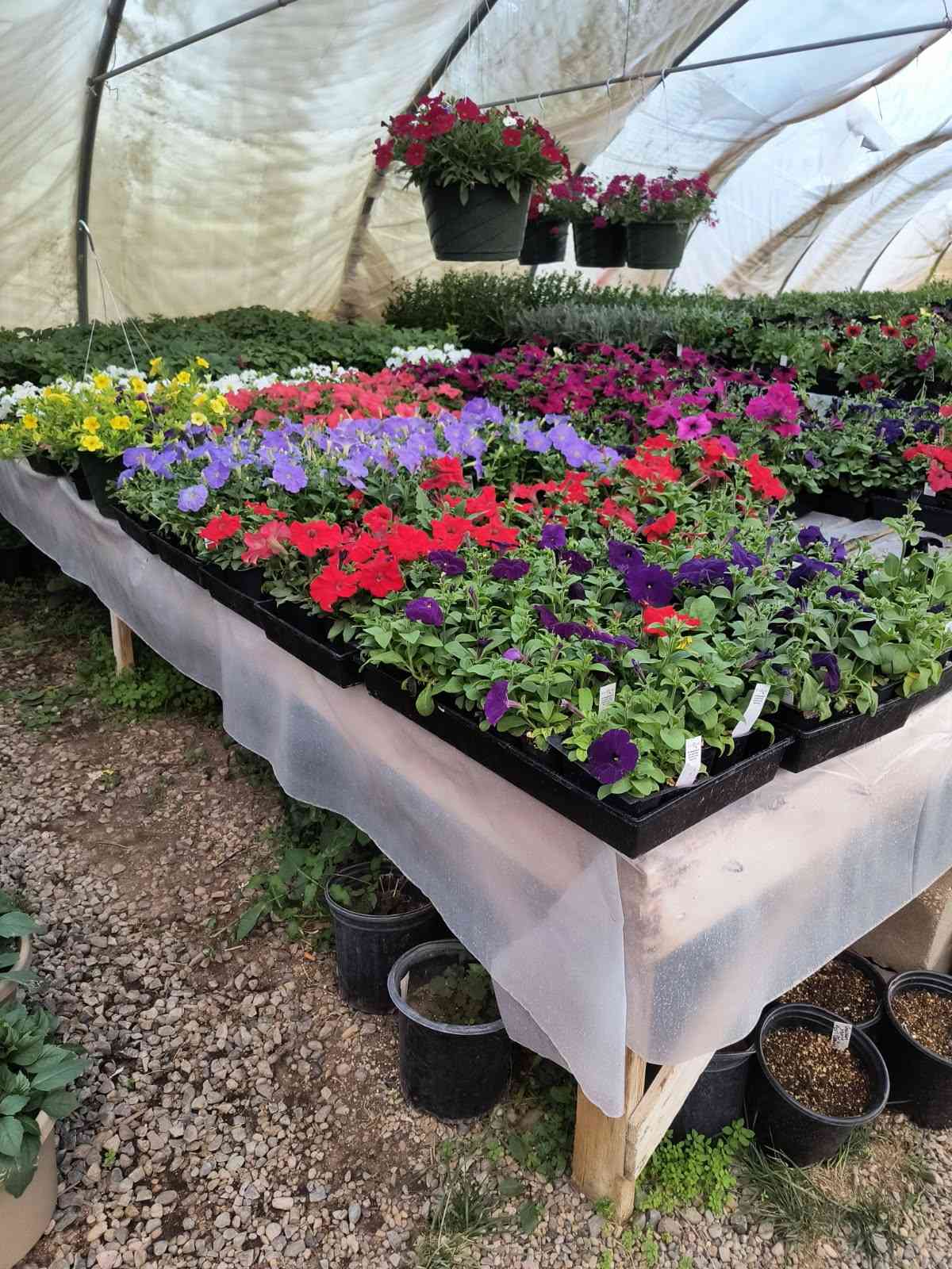 Annual flowers in greenhouse for nursery services in Farmington, NM