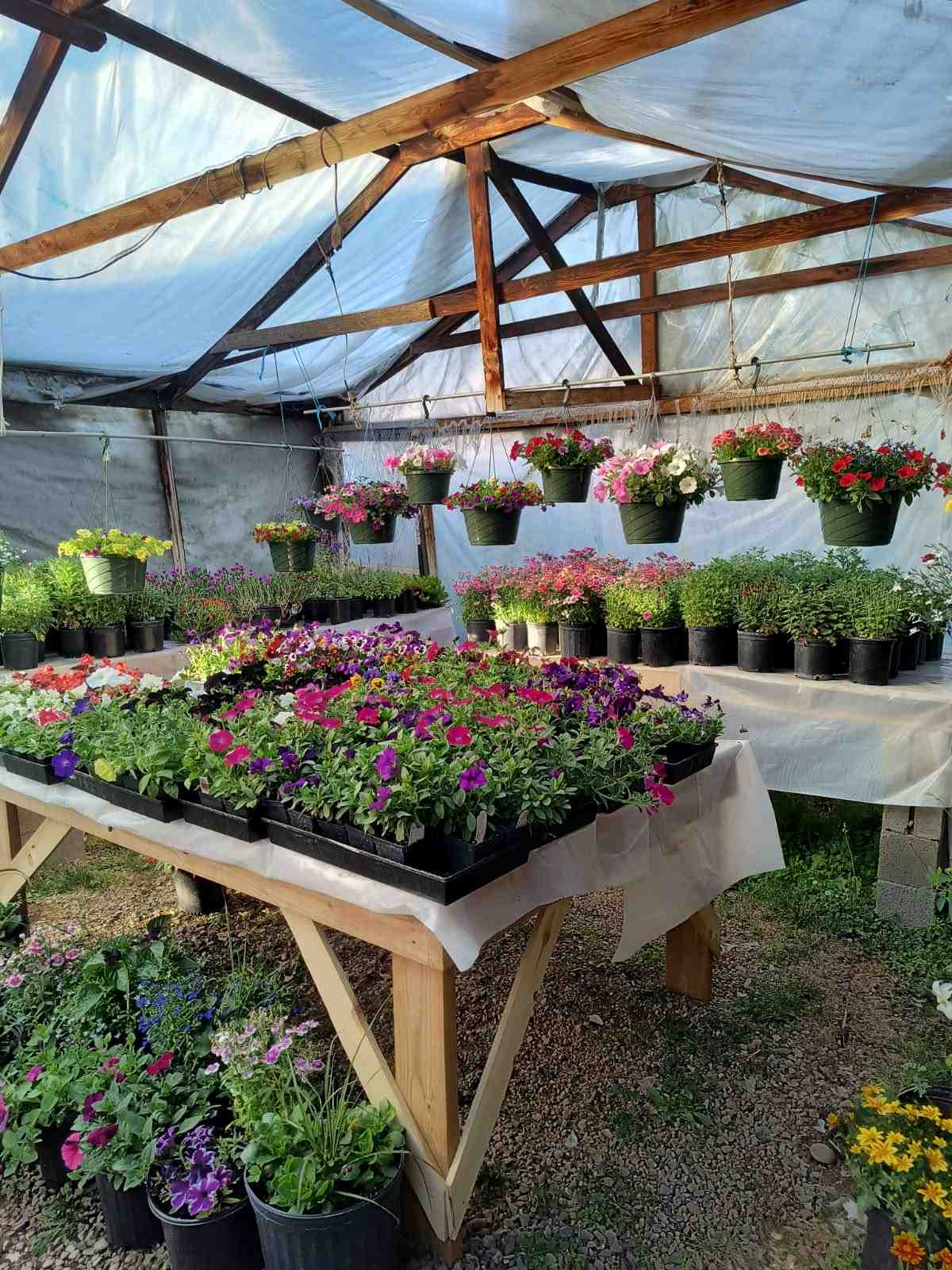 Assorted locally grown plants at Evergreen Nursery showing cold-hardy varieties for plant & tree delivery in Pagosa Springs, CO