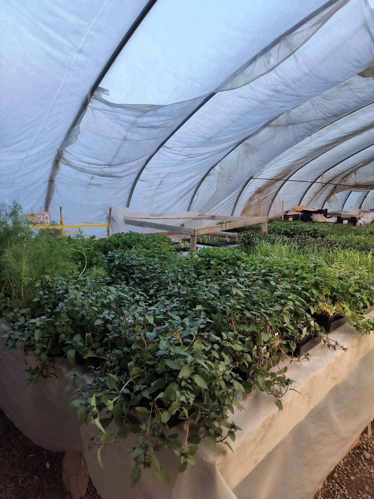 Herbs growing in a greenhouse at Evergreen Nursery, a plant nursery in Farmington, NM offering vegetable and herb starts for productive home gardens