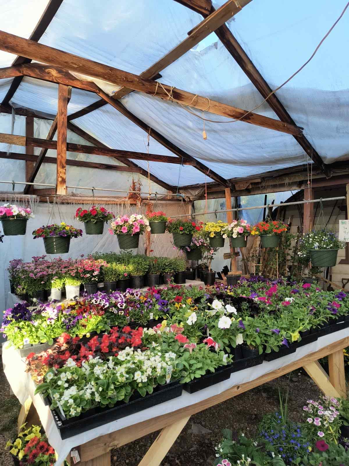 Annual hanging baskets for nursery services and plant delivery in Farmington, NM