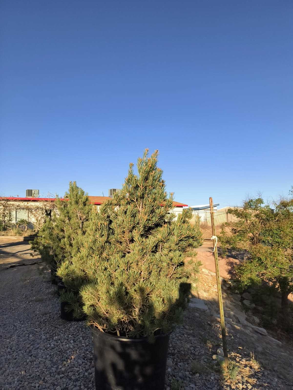 Evergreen Nursery pine trees prepared for plant & tree delivery in Durango, CO, featuring cold-hardy stock for La Plata County mountain gardens