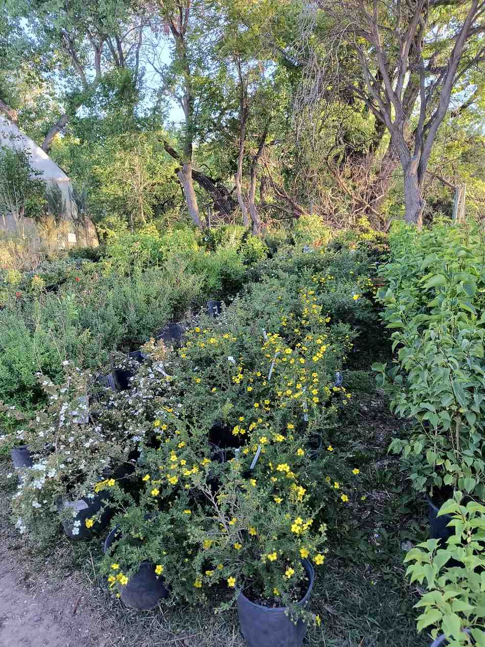 Locally grown shrubs from Evergreen Nursery for landscaping in Cortez, CO and Montezuma County gardens