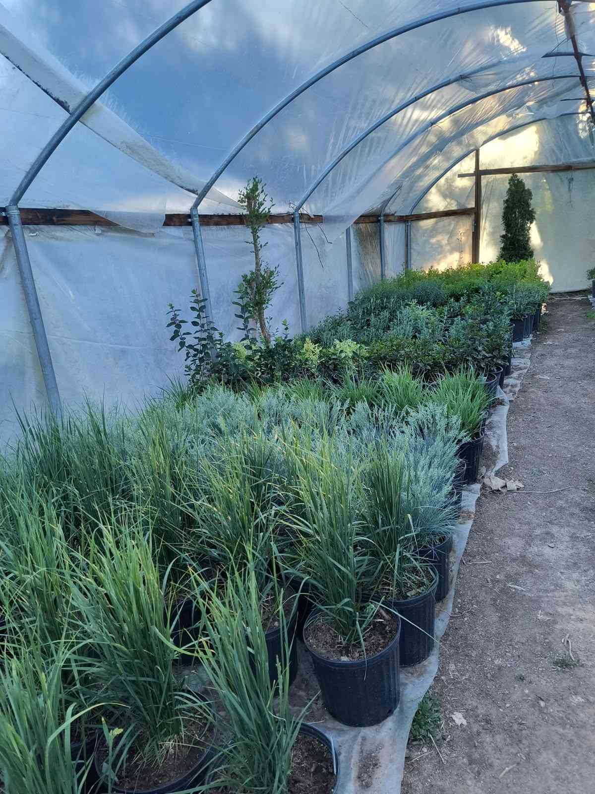 Ornamental grass in greenhouse for plant and tree delivery in Farmington, NM