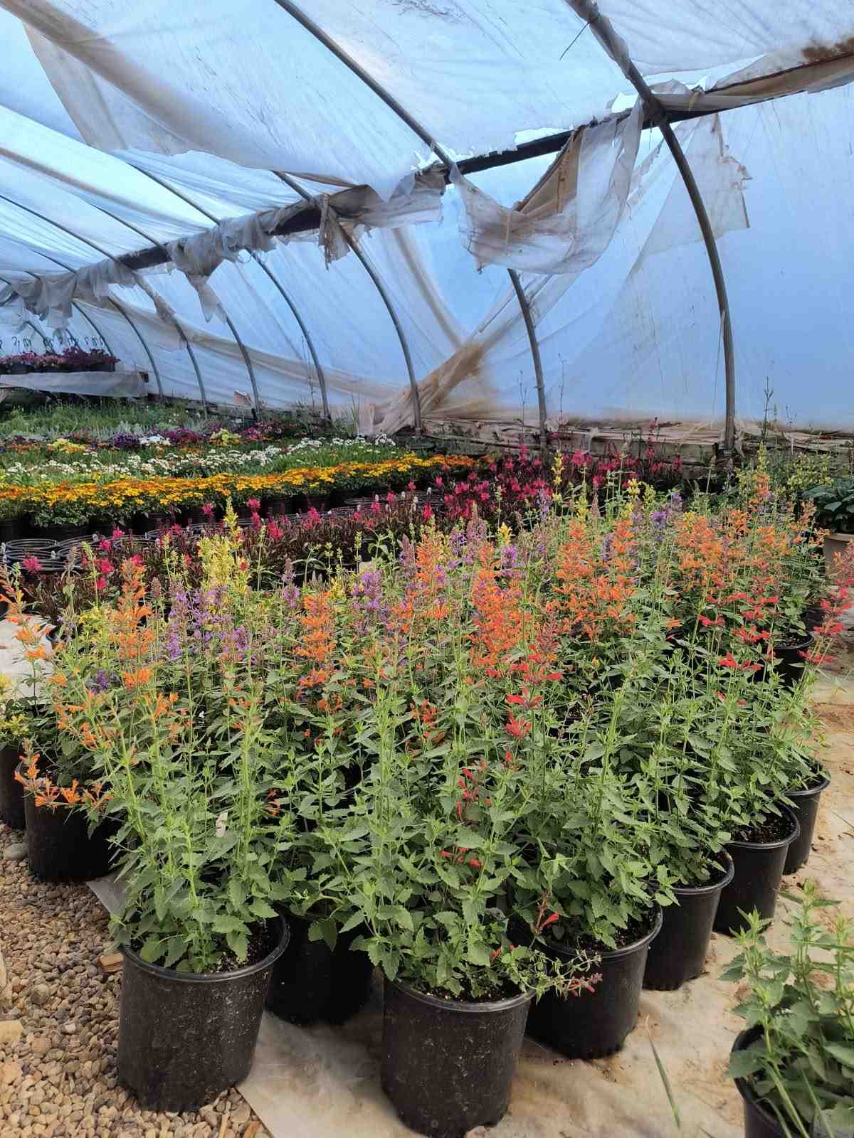 Perennial flowers in a greenhouse at Evergreen Nursery, a plant nursery in Farmington, NM specializing in native and locally adapted garden plants