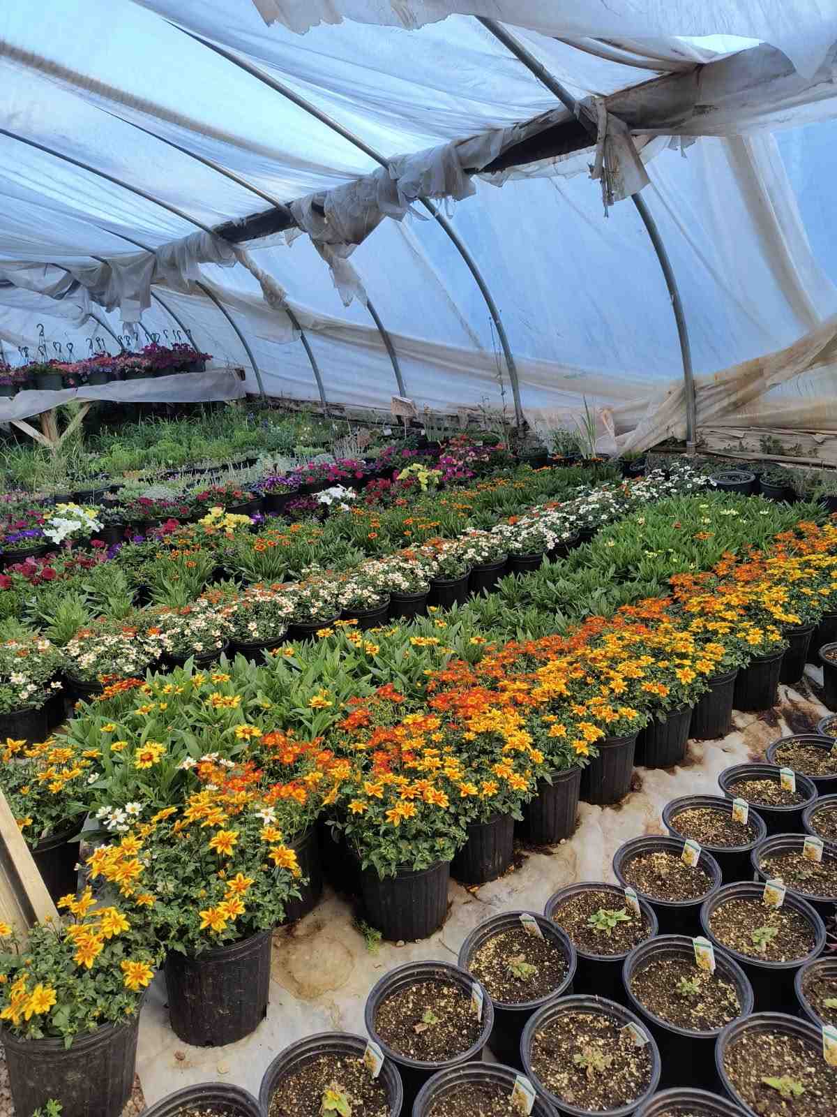 Perennial flowers growing in a greenhouse at Evergreen Nursery, a plant nursery in Farmington, NM offering locally grown trees, shrubs, and garden plants