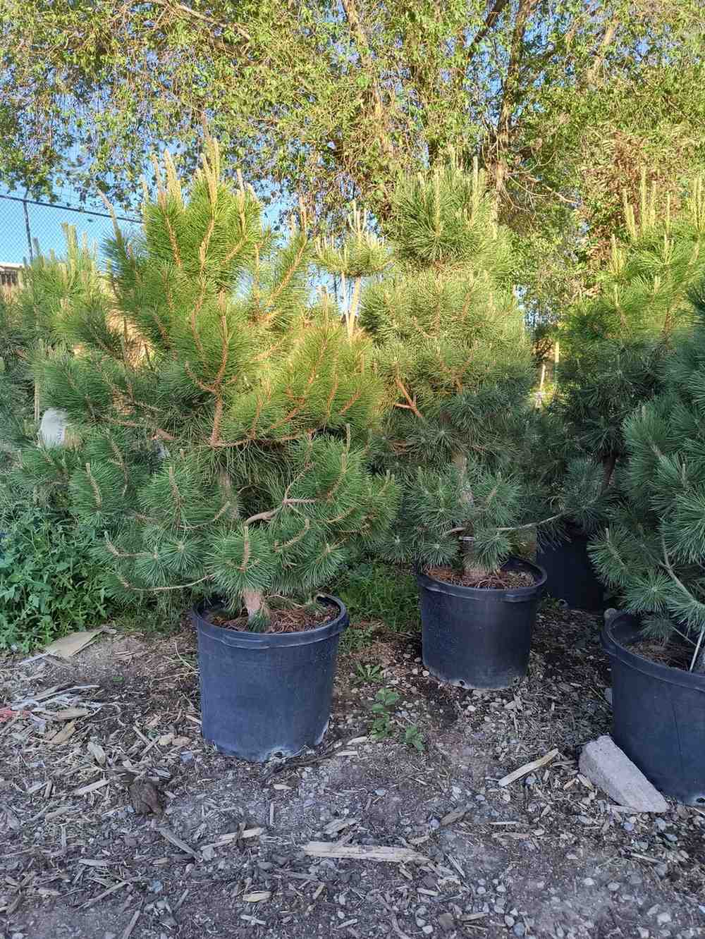 Pine trees in lot for nursery services and plant delivery in Farmington, NM