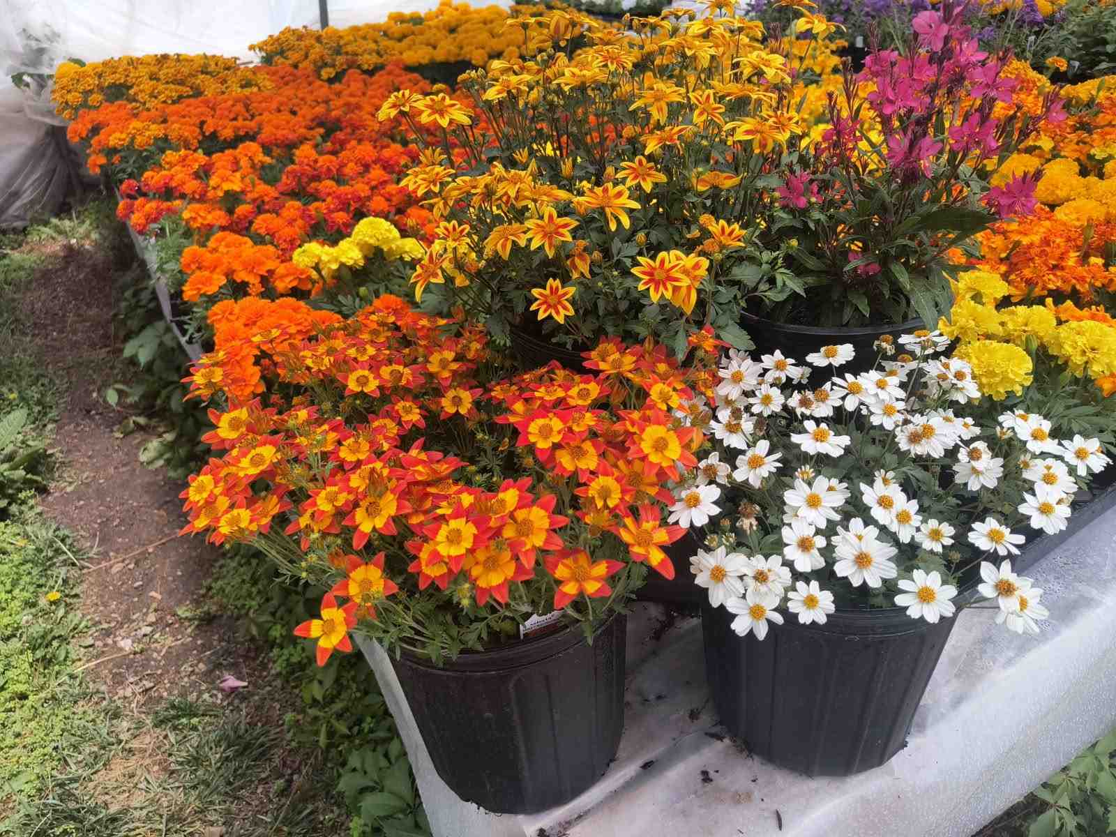 Assorted potted plants at Evergreen Nursery, a plant nursery in Farmington, NM offering locally grown trees, shrubs, and garden plants with expert guidance