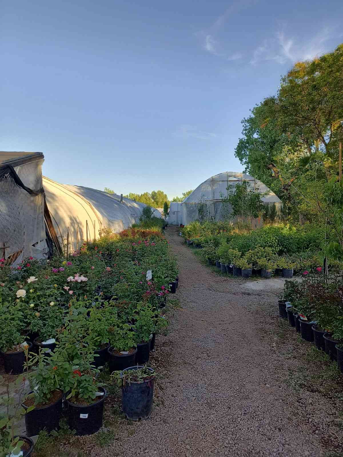 Rose shrubs for plant and tree delivery service in Farmington, NM