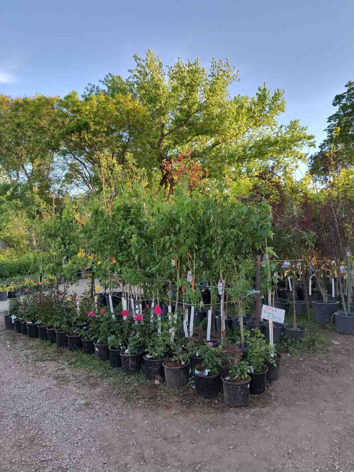 Rose trees in pots for plant and tree delivery service in Farmington, NM
