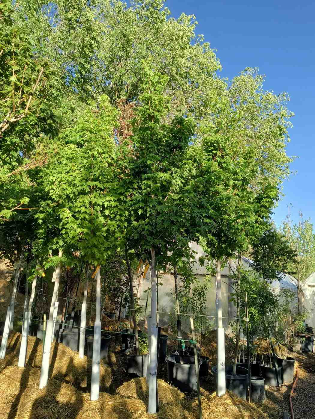Shade and ornamental trees at Evergreen Nursery, a plant nursery in Farmington, NM specializing in locally adapted garden plants