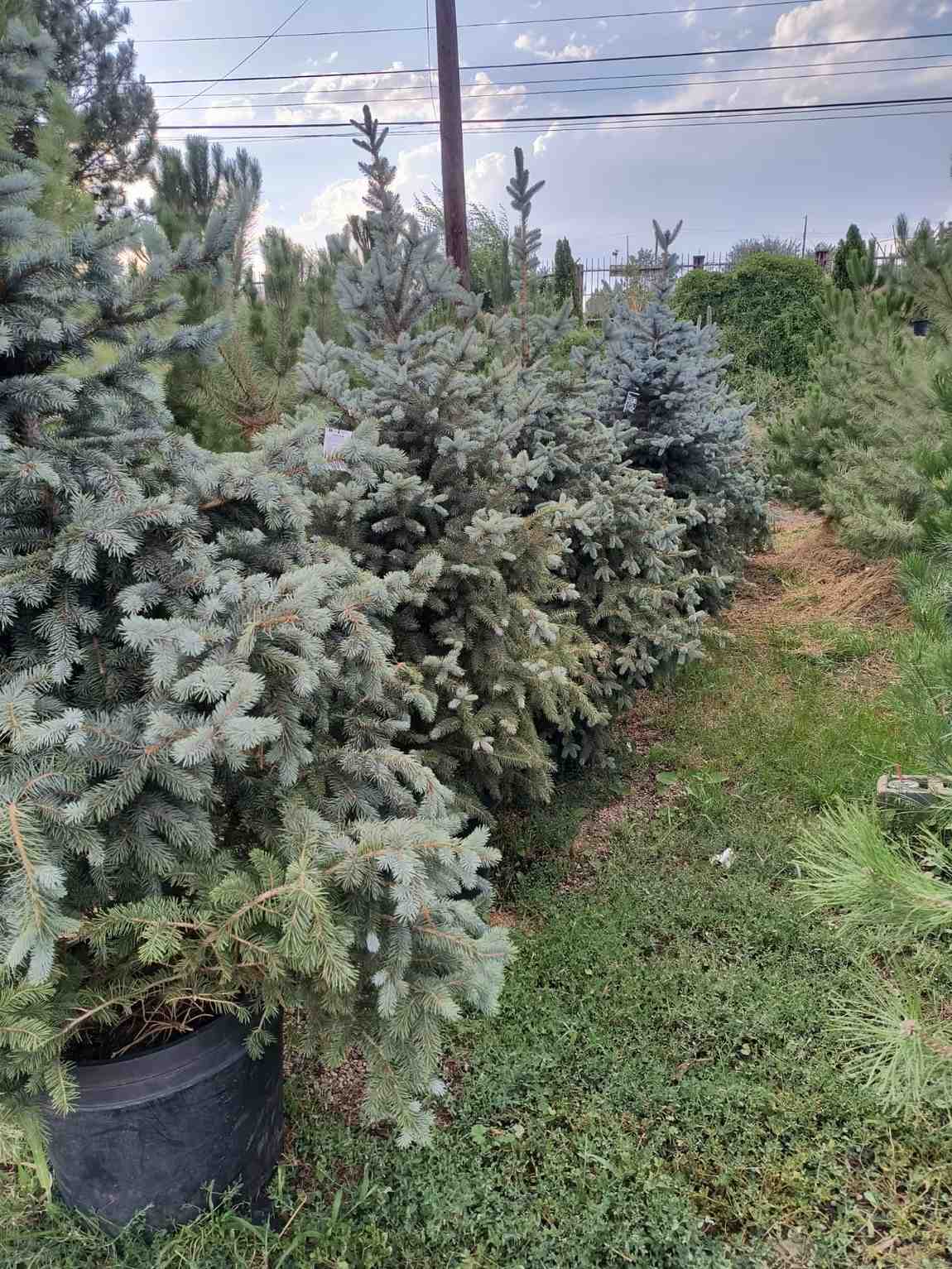 Cold-hardy spruce trees at Evergreen Nursery, locally grown for high-altitude landscaping in Pagosa Springs, CO